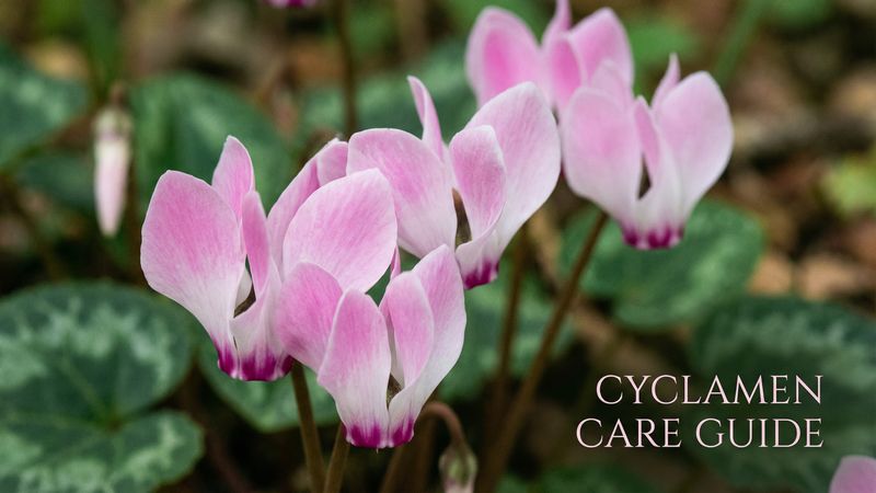 高清3D动漫卫矛养护视频